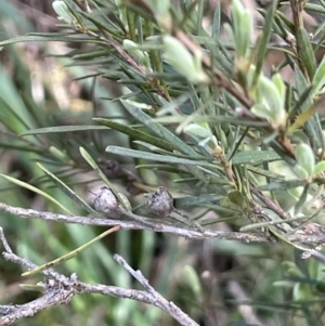 Kunzea ericoides at Lake George, NSW - 29 Oct 2022