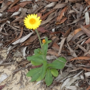 Xerochrysum sp. (North Stradbroke Island L.Durrington 675) at Eurong, QLD - 21 Sep 2022 03:27 PM