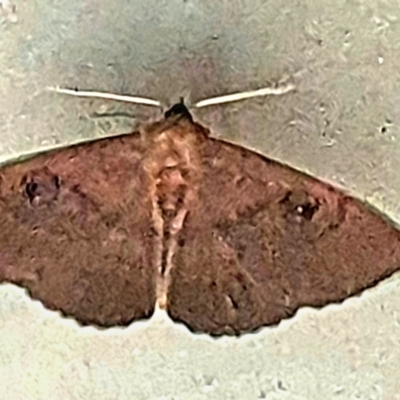 Dasypodia selenophora (Southern old lady moth) at Gundaroo, NSW - 31 Oct 2022 by Gunyijan