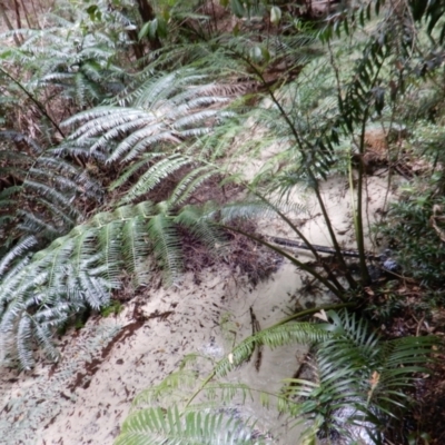 Unidentified Fern / Clubmoss at K'gari - Great Sandy NP (Fraser Island) - 21 Sep 2022 by Paul4K