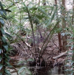 Angiopteris evecta at Great Sandy Strait, QLD - suppressed