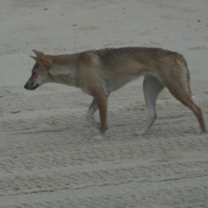 Canis lupus at K'gari, QLD - 22 Sep 2022