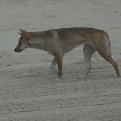 Canis lupus (Dingo / Wild Dog) at K'gari - Great Sandy NP (Fraser Island) - 21 Sep 2022 by Paul4K