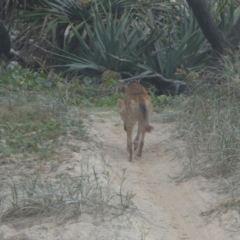 Canis lupus at K'gari, QLD - 22 Sep 2022