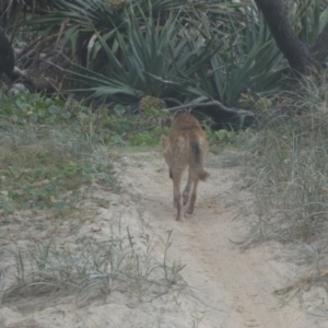 Canis lupus at K'gari, QLD - 22 Sep 2022 08:22 AM