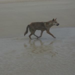 Canis lupus at K'gari, QLD - 22 Sep 2022 08:22 AM
