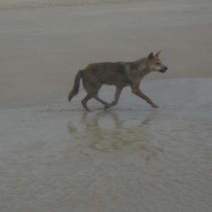 Canis lupus at K'gari, QLD - 22 Sep 2022