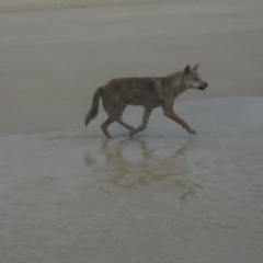 Canis lupus at K'gari, QLD - 22 Sep 2022