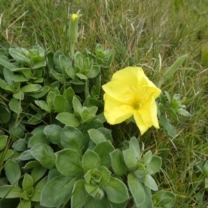 Oenothera drummondii at Fraser Island (K'gari), QLD - 22 Sep 2022