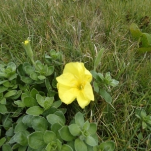 Oenothera drummondii at Fraser Island (K'gari), QLD - 22 Sep 2022