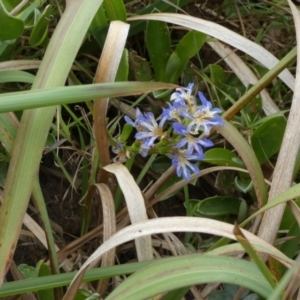 Scaevola calendulacea at Fraser Island (K'gari), QLD - 22 Sep 2022 10:41 AM