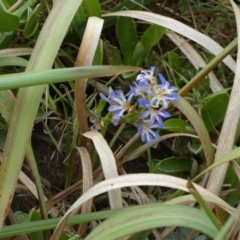 Unidentified Other Wildflower or Herb (TBC) at suppressed - 22 Sep 2022 by Paul4K