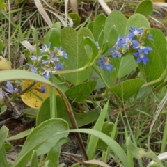 Scaevola calendulacea at Fraser Island (K'gari), QLD - 22 Sep 2022 10:41 AM