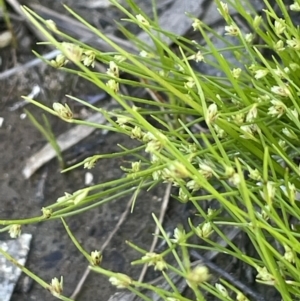 Isolepis subtilissima at Lake George, NSW - 29 Oct 2022