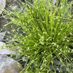 Isolepis subtilissima at Lake George, NSW - 29 Oct 2022