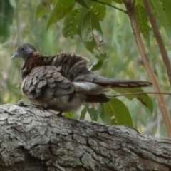 Geopelia humeralis (Bar-shouldered Dove) at Fraser Island (K'gari), QLD - 22 Sep 2022 by Paul4K