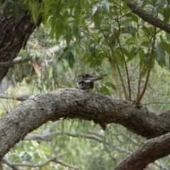 Geopelia humeralis at Fraser Island (K'gari), QLD - 22 Sep 2022