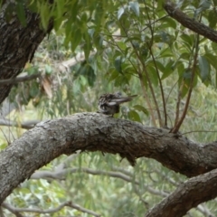 Geopelia humeralis at Fraser Island (K'gari), QLD - 22 Sep 2022 12:05 PM