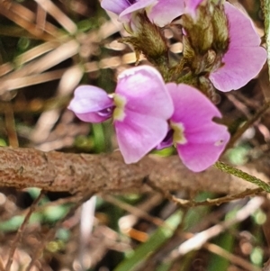 Glycine clandestina at Gundaroo, NSW - 29 Oct 2022