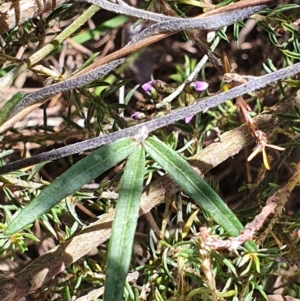 Glycine clandestina at Gundaroo, NSW - 29 Oct 2022