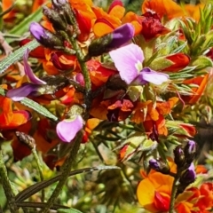 Glycine clandestina at Gundaroo, NSW - 29 Oct 2022