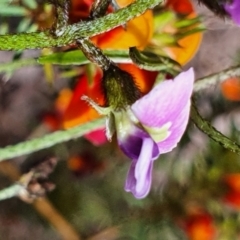 Glycine clandestina at Gundaroo, NSW - 29 Oct 2022