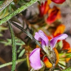 Glycine clandestina at Gundaroo, NSW - 29 Oct 2022