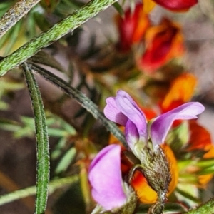 Glycine clandestina at Gundaroo, NSW - 29 Oct 2022