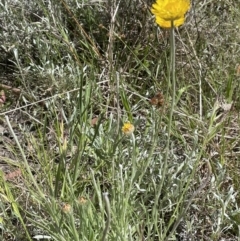 Leucochrysum albicans subsp. albicans (Hoary Sunray) at Sweeney's TSR - 29 Oct 2022 by JaneR