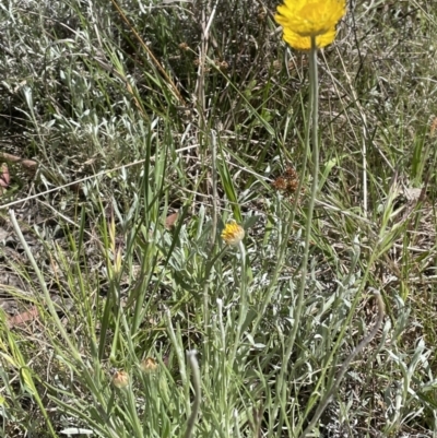 Leucochrysum albicans subsp. albicans (Hoary Sunray) at Sweeney's Travelling Stock Reserve - 29 Oct 2022 by JaneR