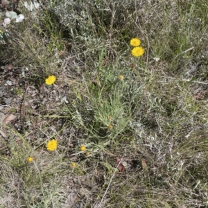 Leucochrysum albicans subsp. albicans at Lake George, NSW - 29 Oct 2022