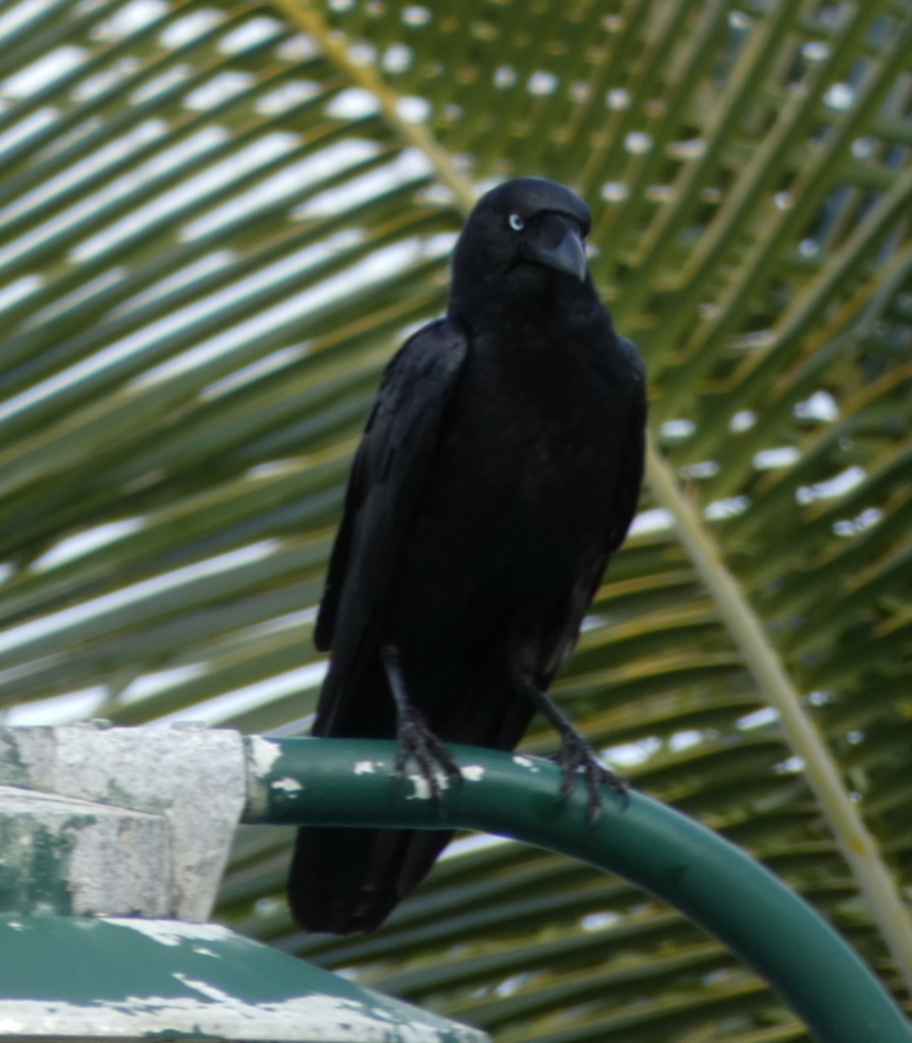 Corvus orru at Eurong, QLD - 22 Sep 2022