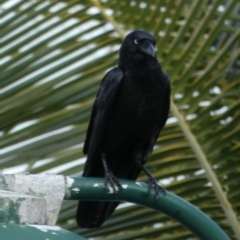 Corvus orru (Torresian Crow) at Eurong, QLD - 22 Sep 2022 by Paul4K