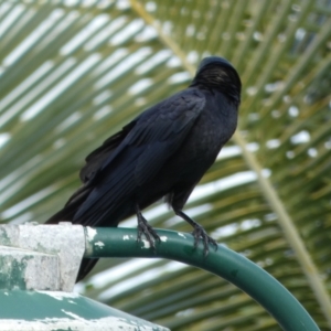 Corvus orru at Eurong, QLD - 22 Sep 2022
