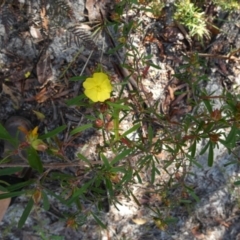 Hibbertia sp. at K'gari - Great Sandy NP (Fraser Island) - 22 Sep 2022 by Paul4K