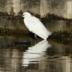 Egretta garzetta (Little Egret) at Eli Waters, QLD - 23 Sep 2022 by Paul4K