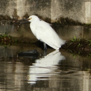 Egretta garzetta at Eli Waters, QLD - 24 Sep 2022 06:47 AM