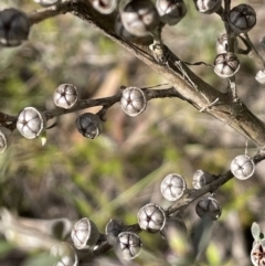 Leptospermum sp. at Lake George, NSW - 29 Oct 2022 03:48 PM