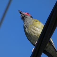 Sphecotheres vieilloti (Australasian Figbird) at Urraween, QLD - 24 Sep 2022 by Paul4K