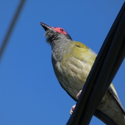 Sphecotheres vieilloti (Australasian Figbird) at Urraween, QLD - 24 Sep 2022 by Paul4K