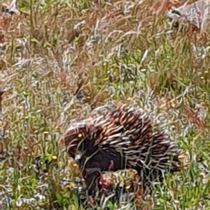 Tachyglossus aculeatus at Gundaroo, NSW - 30 Oct 2022