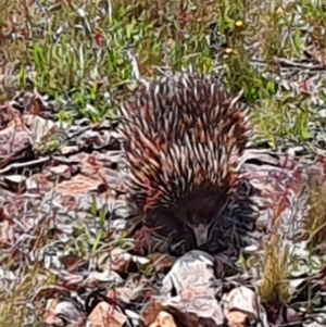 Tachyglossus aculeatus at Gundaroo, NSW - 30 Oct 2022