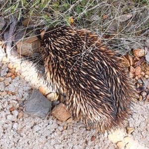 Tachyglossus aculeatus at Gundaroo, NSW - 30 Oct 2022