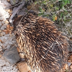 Tachyglossus aculeatus at Gundaroo, NSW - 30 Oct 2022