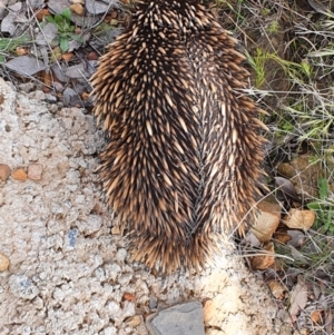 Tachyglossus aculeatus at Gundaroo, NSW - 30 Oct 2022