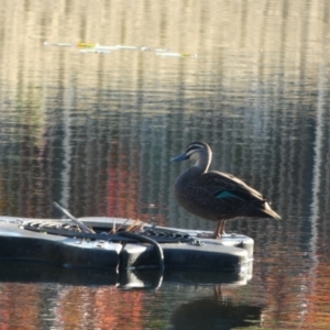 Anas superciliosa at Eli Waters, QLD - 25 Sep 2022