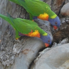 Trichoglossus moluccanus (Rainbow Lorikeet) at Point Vernon, QLD - 24 Sep 2022 by Paul4K