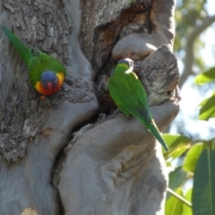 Trichoglossus moluccanus at Point Vernon, QLD - 25 Sep 2022