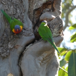 Trichoglossus moluccanus at Point Vernon, QLD - 25 Sep 2022 09:12 AM