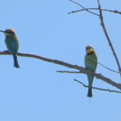 Merops ornatus (Rainbow Bee-eater) at Point Vernon, QLD - 24 Sep 2022 by Paul4K